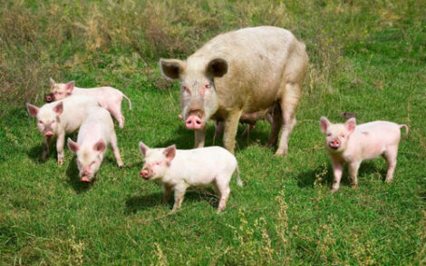 How to Breed Pigs Economically Image